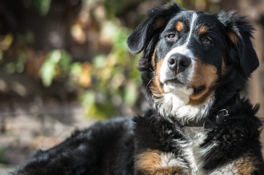 Tricolor Bernese Mountain Dog