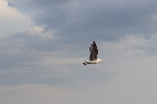 White and Gray Bird Flying Under Gray Sky