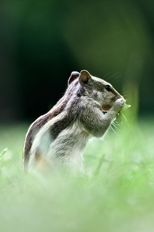Free A cute squirrel photographed in a grassy setting, holding a snack, surrounded by nature. Stock Photo