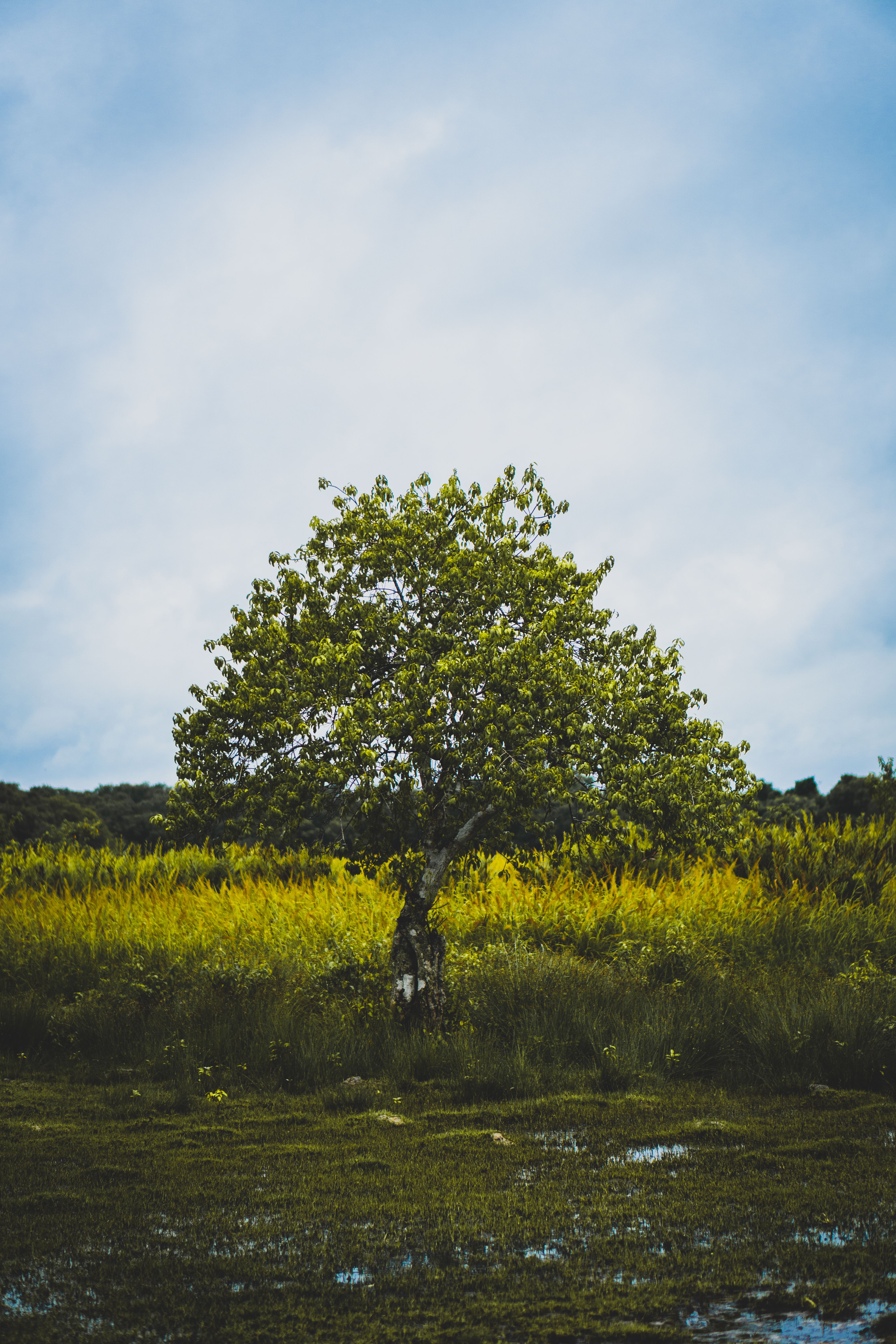 Photo of Tree in a Field · Free Stock Photo