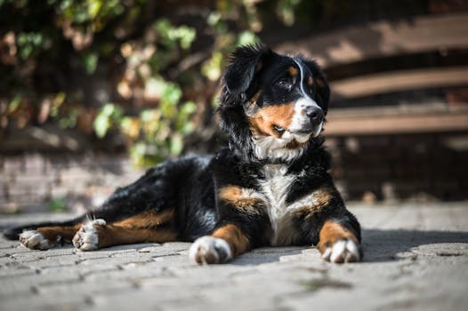 are bernese mountain dogs loyal