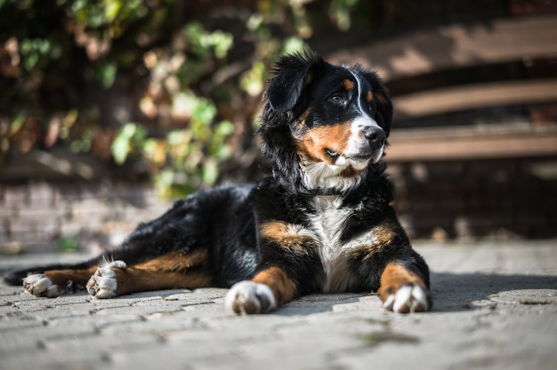 Black Long Coat Medium Dog on Grey Concrete Pavement