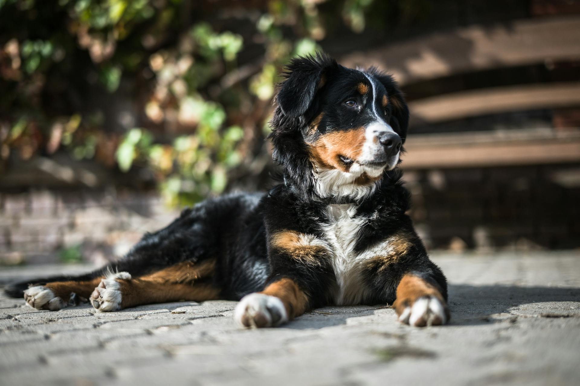 Black Long Coat Medium Dog on Grey Concrete Pavement