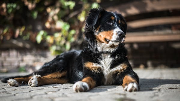 Cute Bernese Mountain Dog puppy resting on a sunny day, showcasing its fluffy coat and playful demeanor.