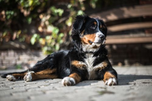 Free Cute Bernese Mountain Dog puppy resting on a sunny day, showcasing its fluffy coat and playful demeanor. Stock Photo