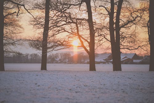 Free stock photo of snow, sunrise, trees