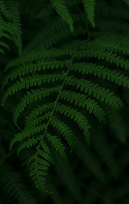 Fern Leaf in Close Up Photography