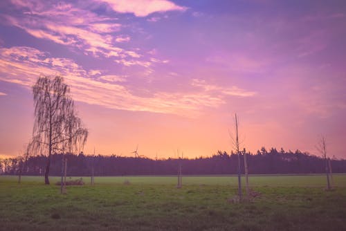 Free stock photo of evening, nature, purple