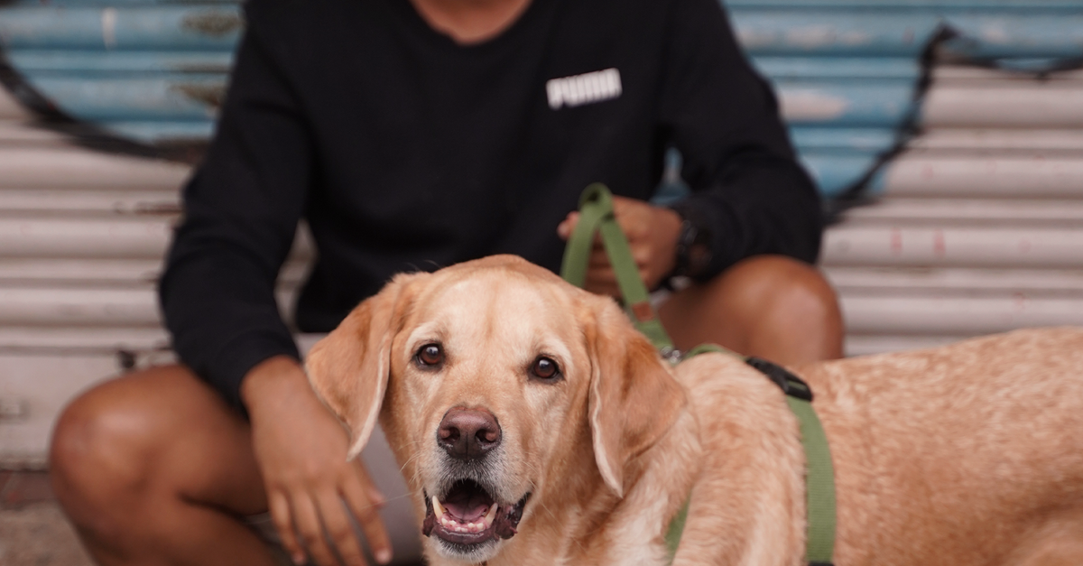 Labrador Man Man in Black Crew Neck T-shirt Holding a Labrador Retriever on Leash ...