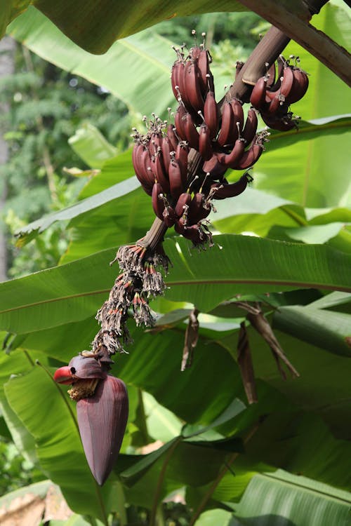 Foto d'estoc gratuïta de agricultura, bananer, créixer