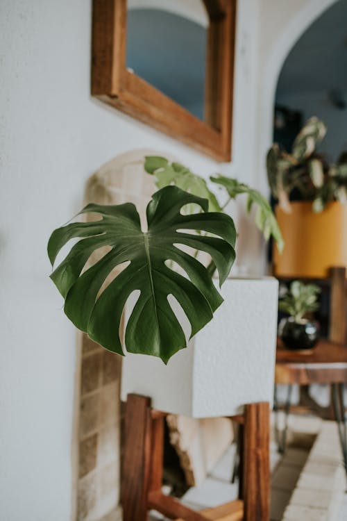 Monstera Deliciosa Plant in White Pot