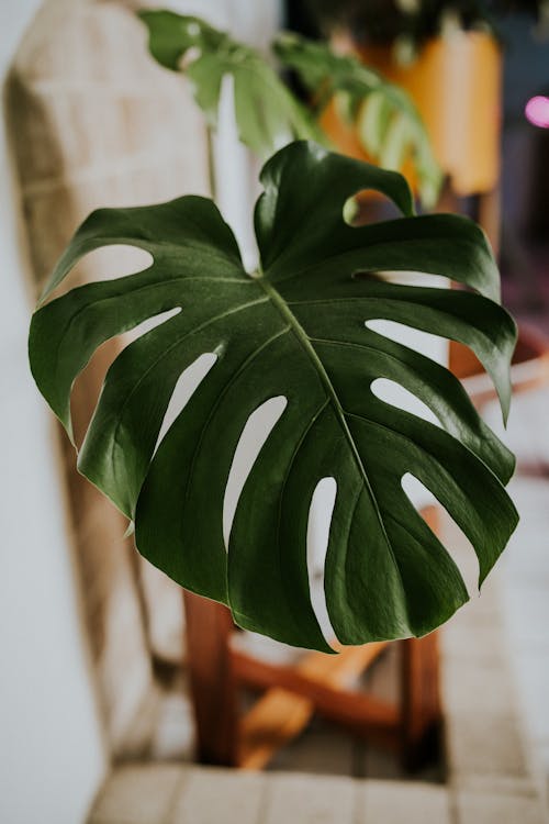 Monstera Leaf in Close-up Photography