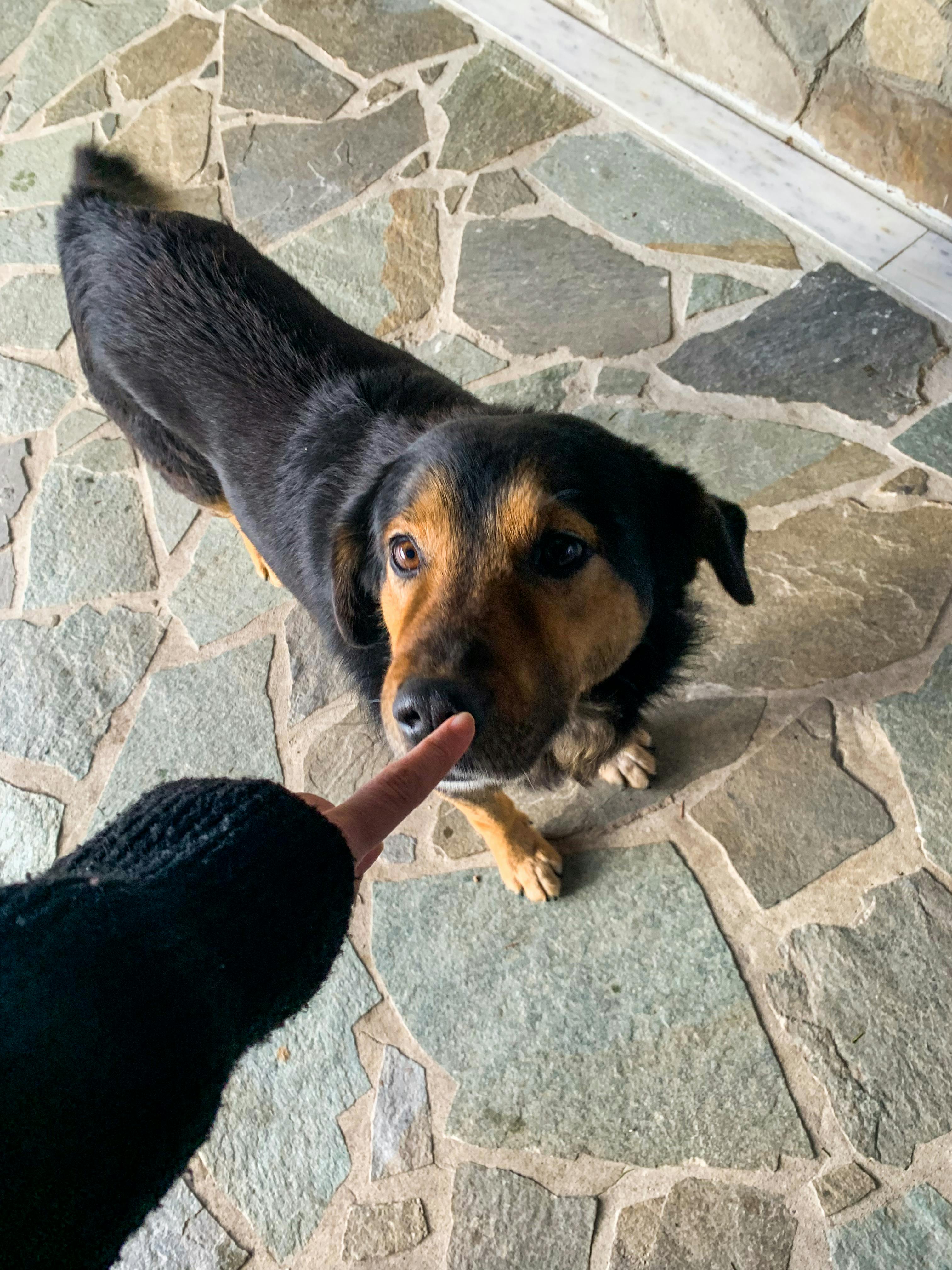 Person Pointing Finger to a Black Short Coated Dog · Free Stock Photo