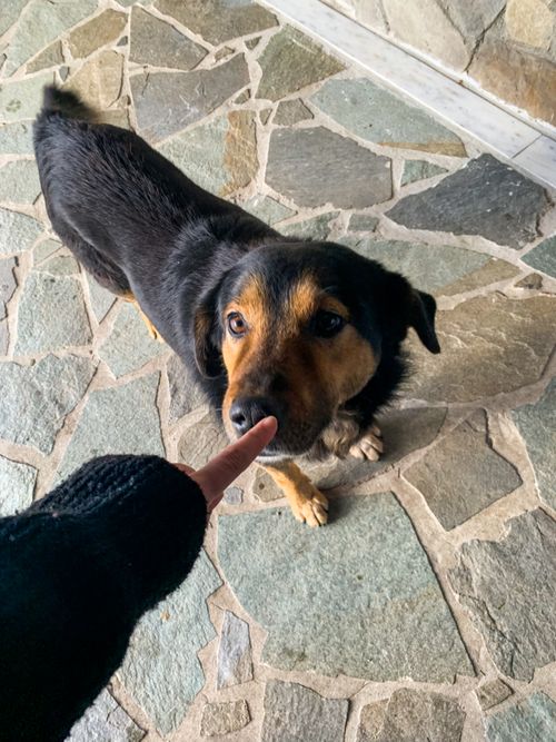 Free A black and tan dog looking up at a pointing finger on a stone floor. Stock Photo