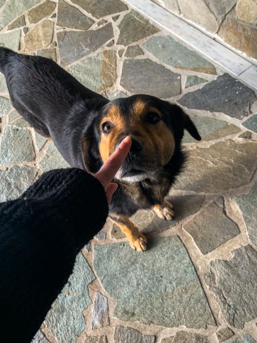 Free Black dog with a human wearing a black sweater on a stone path, showcasing companionship. Stock Photo