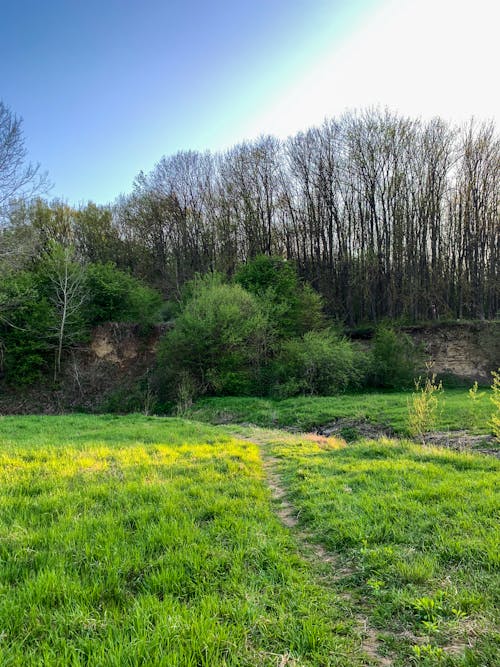 Green Grass Field With Trees Under Blue Sky