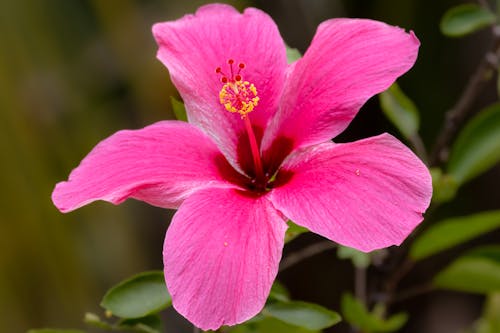 Pink Flower in Close Up Photography