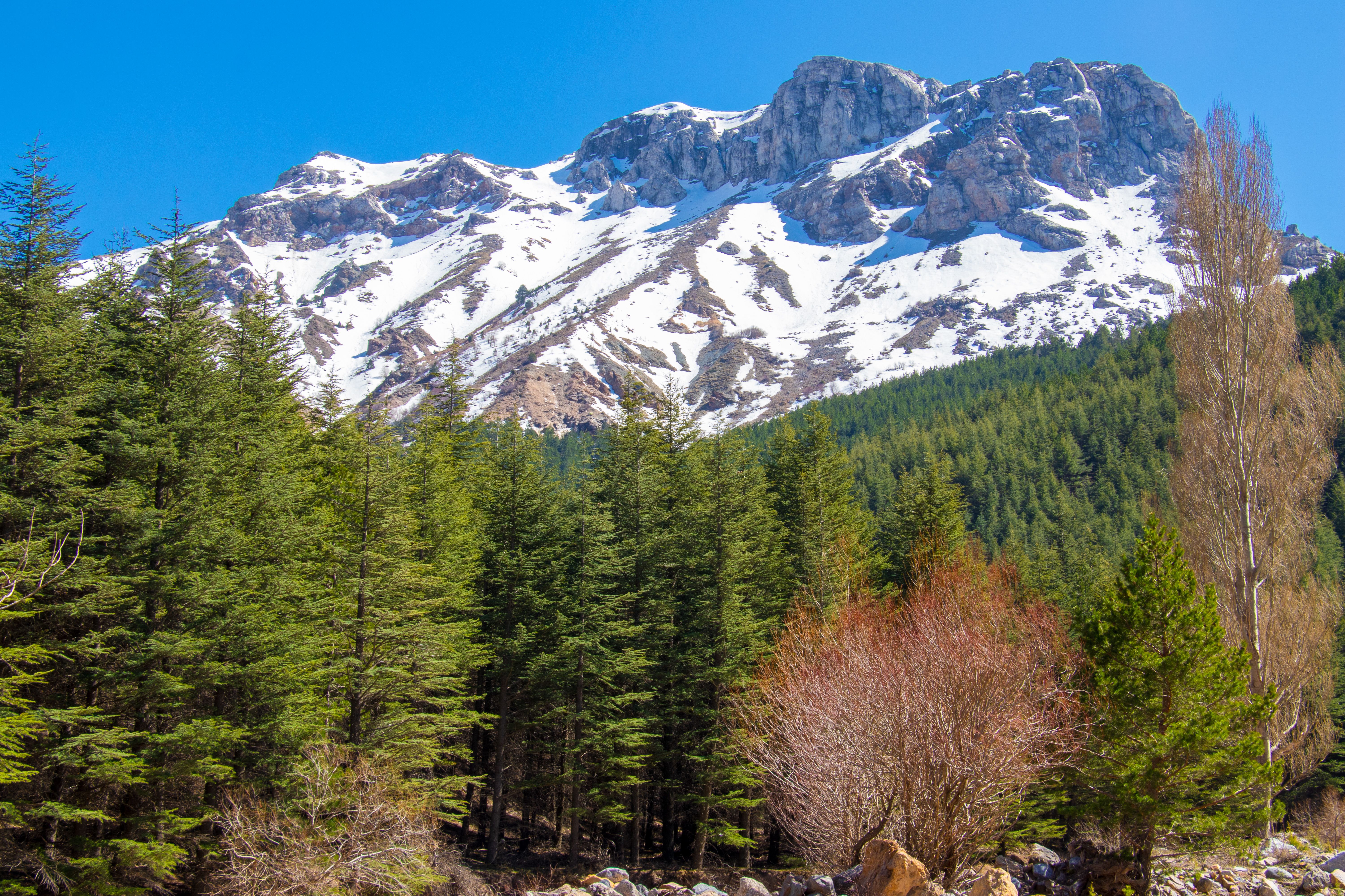 Green Trees Near Snow Covered Mountain Under Blue Sky · Free Stock Photo