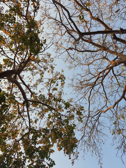 Fotomural Una vista en ángulo bajo de los árboles de otoño contra un cielo brillante, mostrando sus ramas y hojas dispersas.