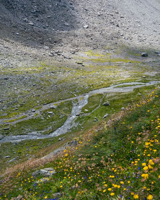 Valley of Flowers