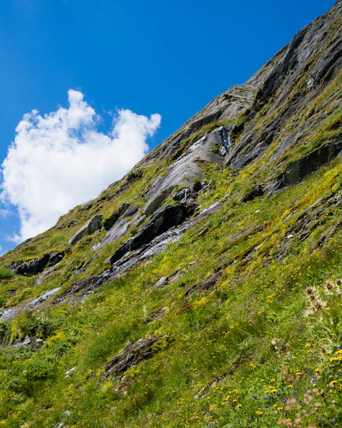 녹색의 산, 로우앵글 샷, 수직 쐈어의 무료 스톡 사진