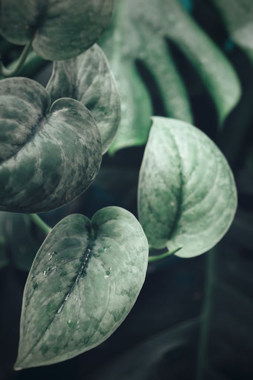 Foto stok gratis daun-daun hijau, fotografi tanaman, merapatkan