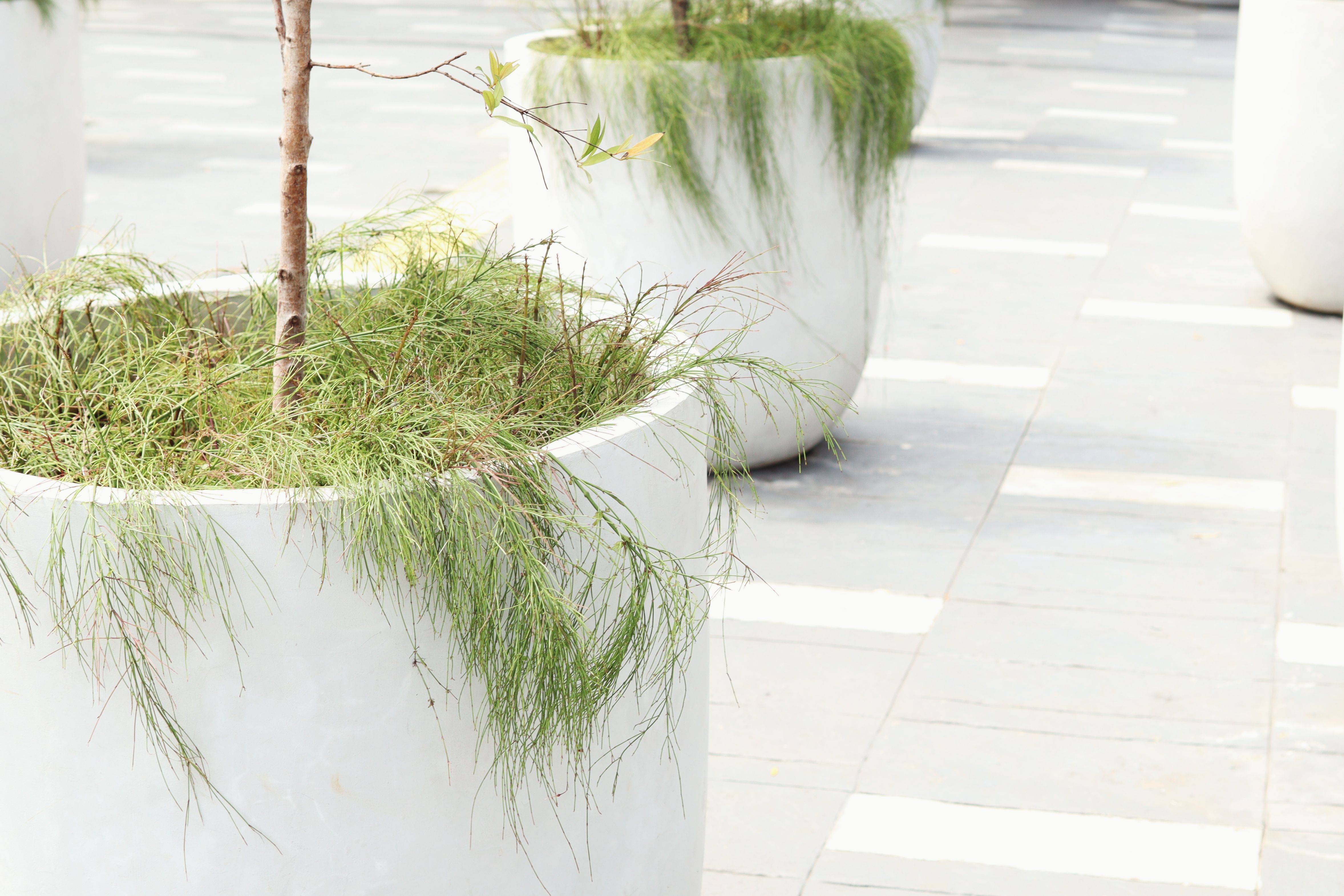 Close-up of lush green plant in sleek, modern concrete pot outdoors.