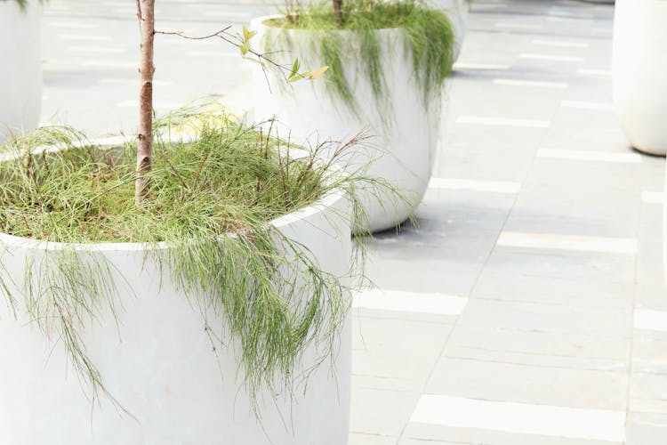 White Concrete Pots With Green Plants