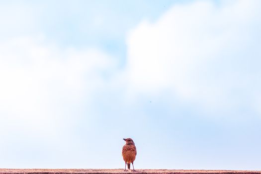 Close Up Photo of Bird Perched on Concrete Fence