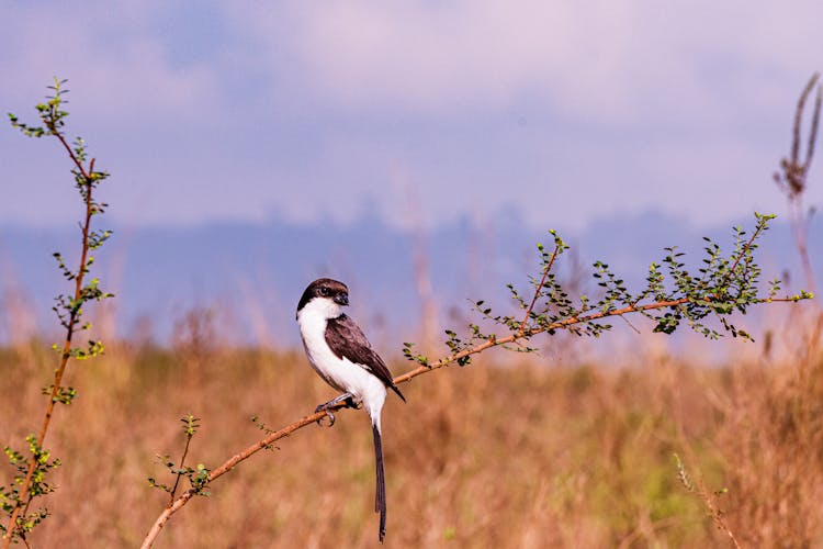 Long Tailed Fiscal Perched On A Twig