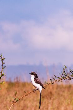 White and Black Bird on Brown Plant