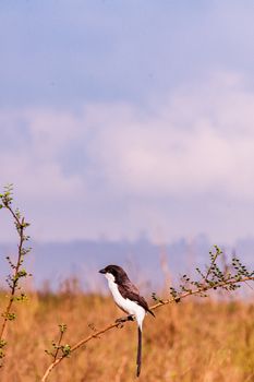 Long-Tailed Fiscal Perched on the Twig of a Plant
