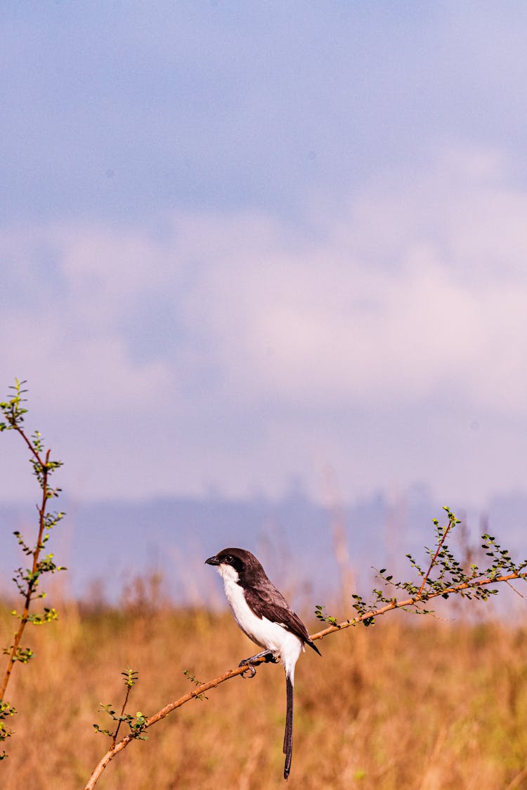 Long-Tailed Fiscal Perched On The Twig Of A Plant