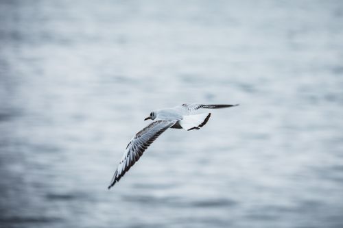 Free Close-up of a black-headed gull flying over a calm sea, showcasing its grace. Stock Photo