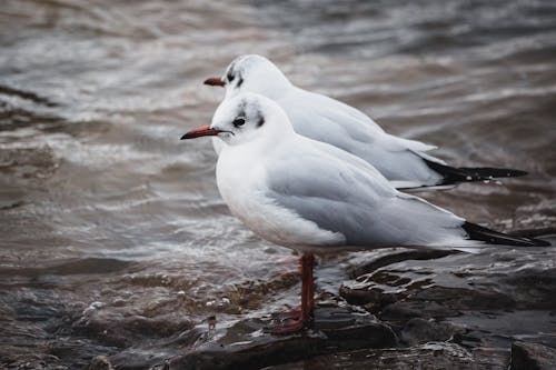 Základová fotografie zdarma na téma fotografie ptáků, fotografování zvířat, mělká voda