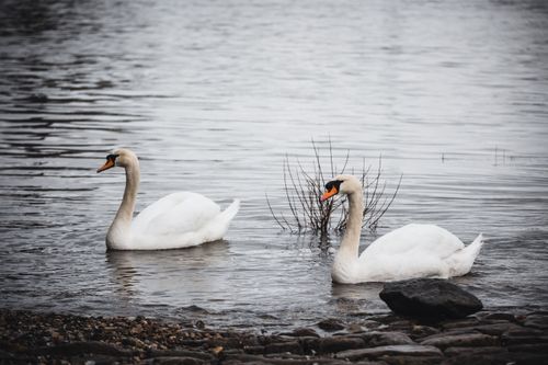Free Two elegant mute swans gliding gracefully on a calm lake with a rocky shoreline. Stock Photo