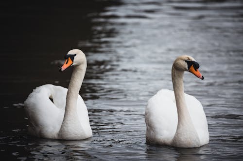 Základová fotografie zdarma na téma detail, fotografie ptáků, fotografování zvířat