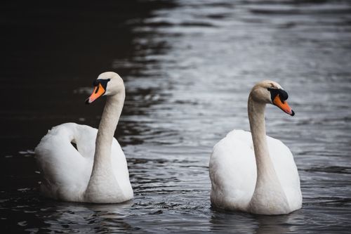 Free A serene close-up of two mute swans gracefully floating on a calm body of water. Stock Photo