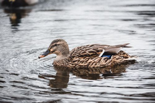 Free A close-up of a mallard duck peacefully floating on serene water. Ideal for nature photography enthusiasts. Stock Photo