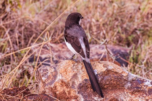 Close Up Photo of Bird Perched on a Rock