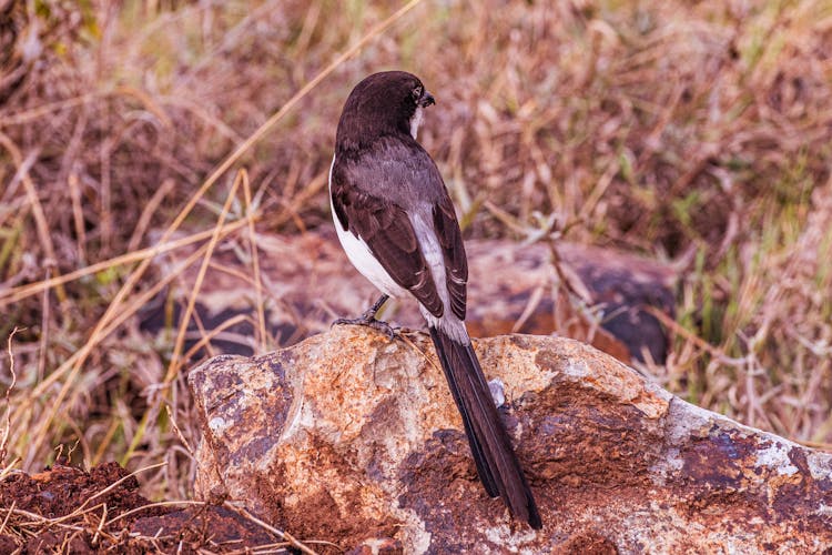 Long-Tailed Fiscal Perched On Big Rock