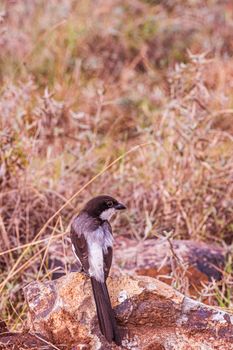 Long-Tailed Fiscal Perched on Big Rock Near Brown Field