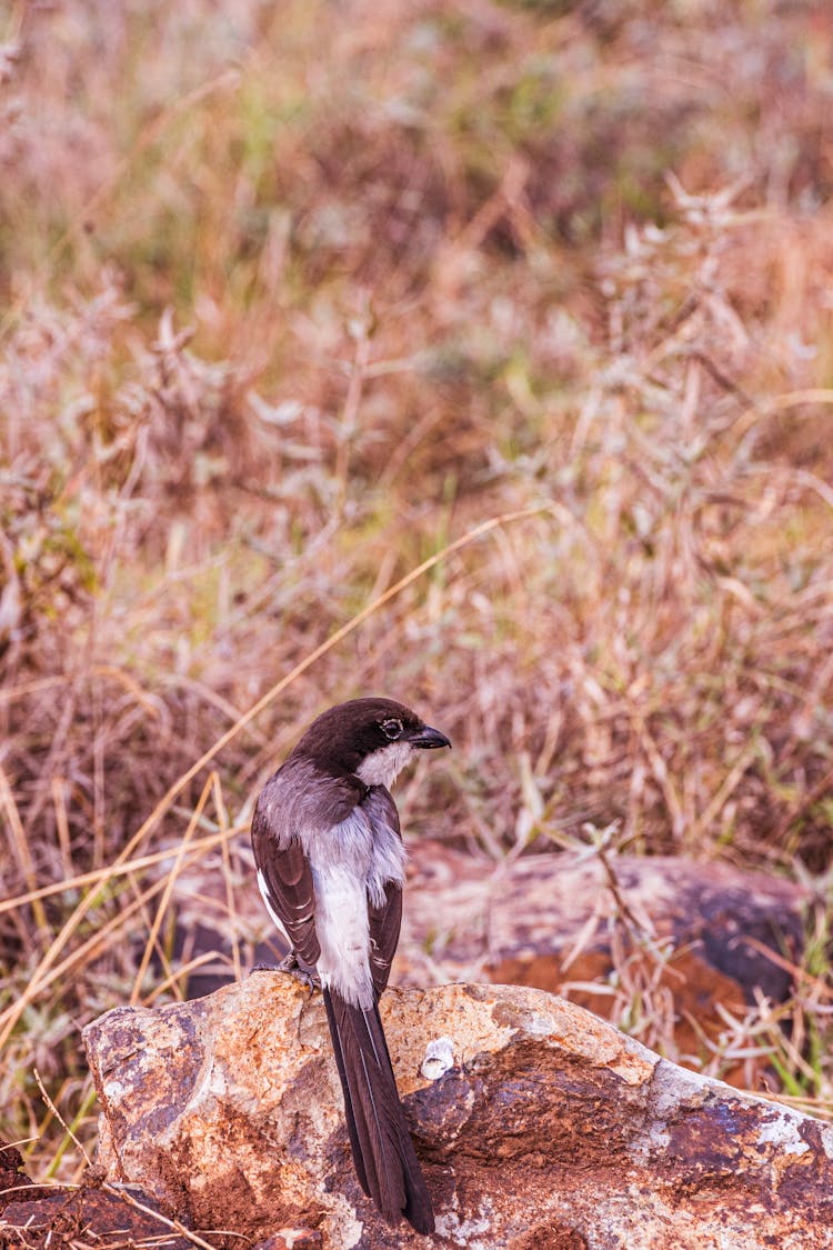 Long-Tailed Fiscal Perched On Big Rock Near Brown Field