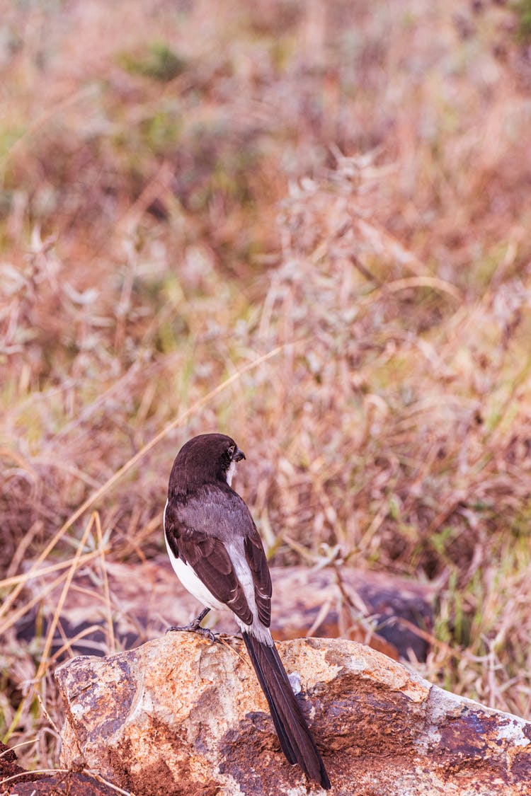 Back View Shot Of Long-Tailed Fiscal Perched On Big Rock