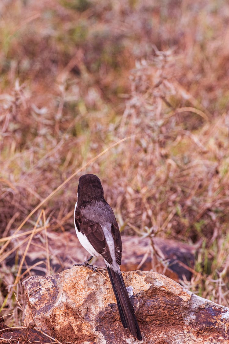 Back View Shot Of Long-Tailed Fiscal Perched On Big Rock