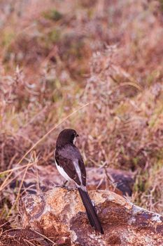 Black and White Bird on Brown Rock