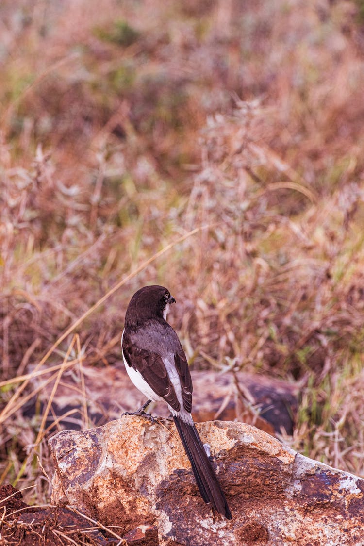 Back View Shot Of Long-Tailed Fiscal Perched On Big Rock Near Brown Field