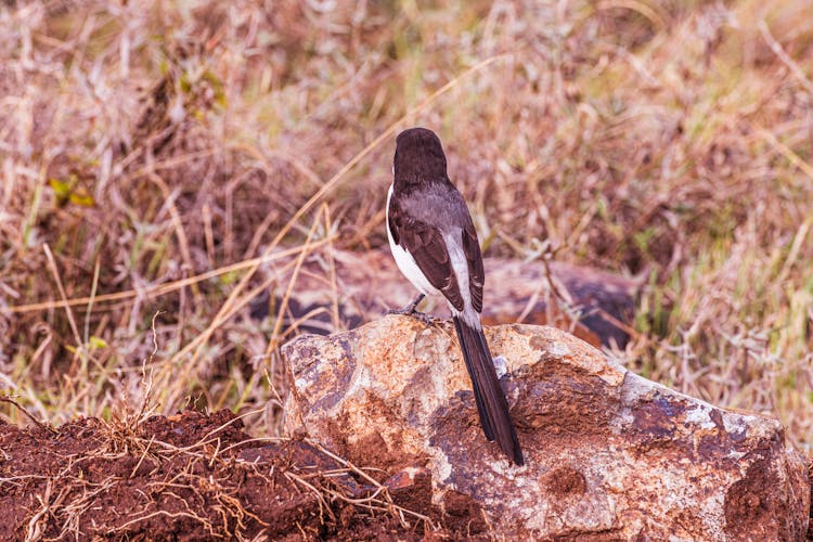 Back View Shot Of Long-Tailed Fiscal Perched On Big Rocks