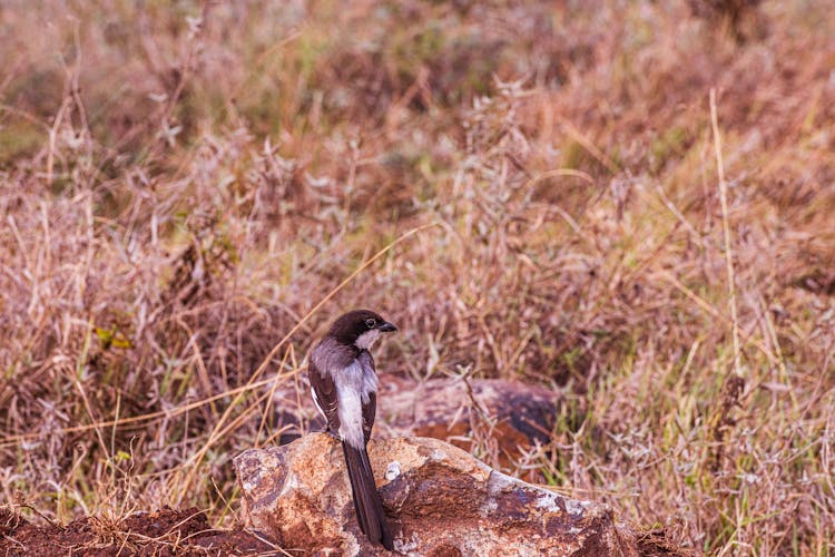 Long-Tailed Fiscal On Big Rock