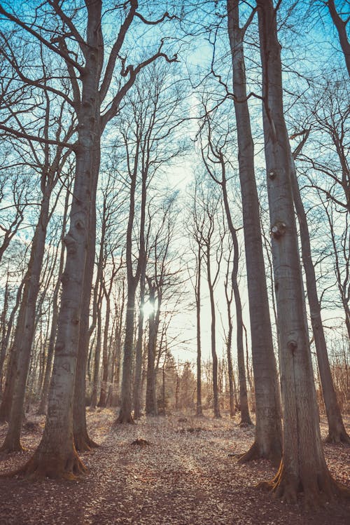 Gratuit Imagine de stoc gratuită din arbori, cădere, codru Fotografie de stoc